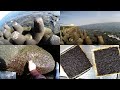 自作海苔 テトラポットから海苔を摘む 海苔を作る 1/2