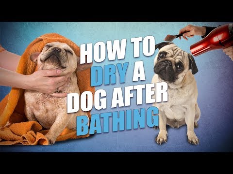 How to Dry a Dog After Bathing (Quick and Hassle-free Way)