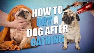How to Dry a Dog After Bathing (Quick and Hasslefree Way)
