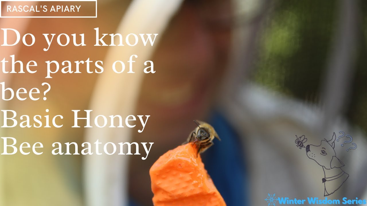 Parts of a Bee {Simple Guide to Bee Anatomy}- Carolina Honeybees