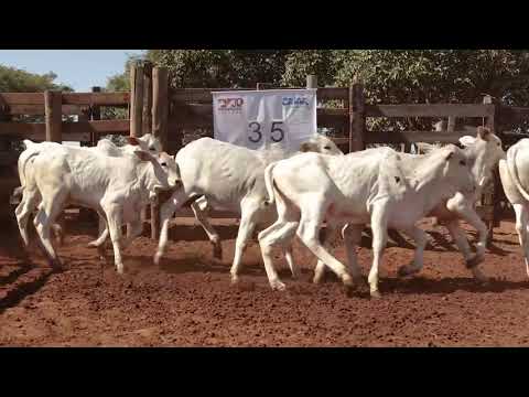 LOTE 35   40 FEMEAS NELORE DE 06 a 08 MESES