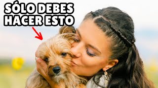 10 sencillos GESTOS que harán FELIZ a tu perro (el #10 lo amarás)