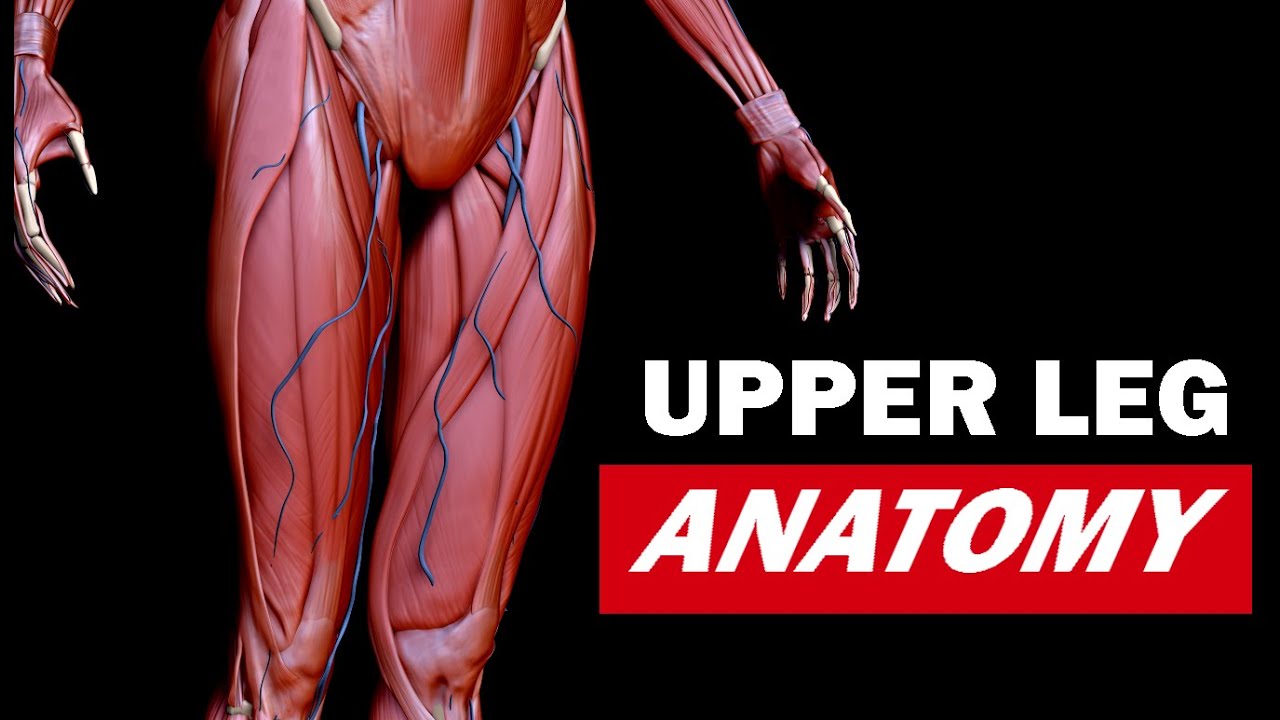 Understanding the Upper Leg in Depth - Anatomy for Artists 