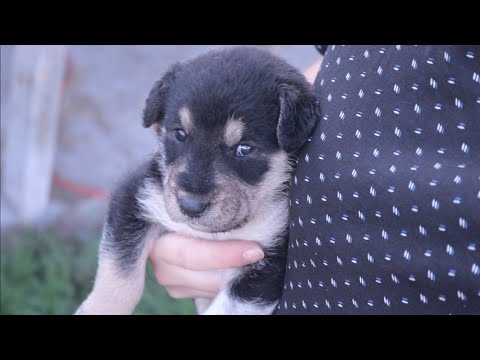 Videó: Hogyan Kell Potyázni A Gyereket