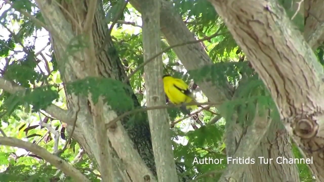 Male Golden Oriole - Voice