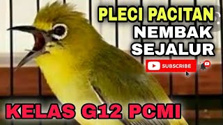 PLECI PACITAN GACOR NEMBAK SEJALUR PANJANG || KELAS G12 PCMI