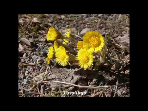 De första vårblommorna