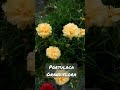 Portulaca Grandiflora