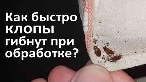 Как быстро клопы гибнут после обработки