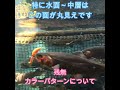 ＃Short　釣れるカラーパターンと言っても、泳ぐ姿勢と深さが関係が重要なんです残無の場合はイメージ通りで研究結果でも、この面を魚さんに見られているのが確認できました