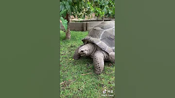 أكبر سلحفاة في العالم 