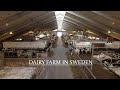 a morning on the dairy farm i  7 lely astronaut i