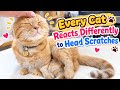 Every Cat Reacts Differently to Head Scratches