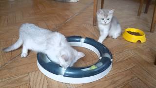 British kittens-for sale/Британские котята-ПРОДАЖА British kittens-for sale/Британские котята-ПРОДАЖА