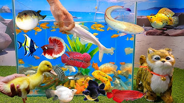 Tổng hợp các video cá cảnh đẹp, động vật dễ thương, cá mập bạch tạng, cá trê hồng, cá sấu, vịt cute