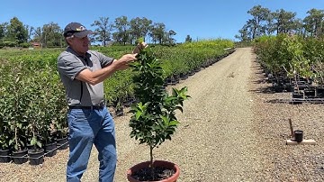How to Prune a Dwarf Apple Tree in Summer