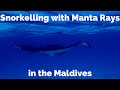 HONEYMOON IN THE MALDIVES: Snorkelling with Manta Rays