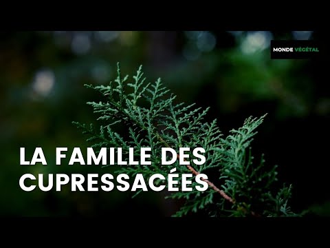 Vidéo: Genévrier de Sibérie: photo, description des espèces, plantation et entretien