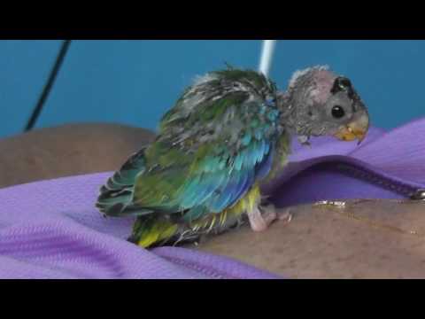 Video: How To Raise A Parrot