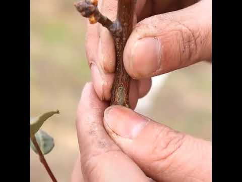 Video: Berba oraha oraha - naučite kada i kako ubrati orašaste plodove