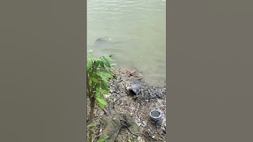 Tưởng mưa bão nước đầy để đi câu ai ngờ #cauca #fishing #lure #lurefishing #shorts #viral