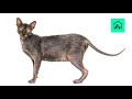 CURIOSIDADES DEL GATO LYKOI