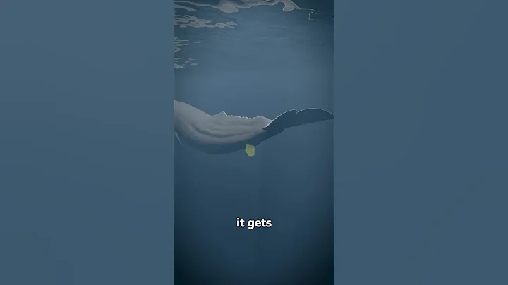 Whale Vomit Is Worth Millions 😳