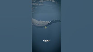 Whale Vomit Is Worth Millions 😳