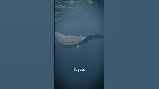 Whale Vomit Is Worth Millions 😳