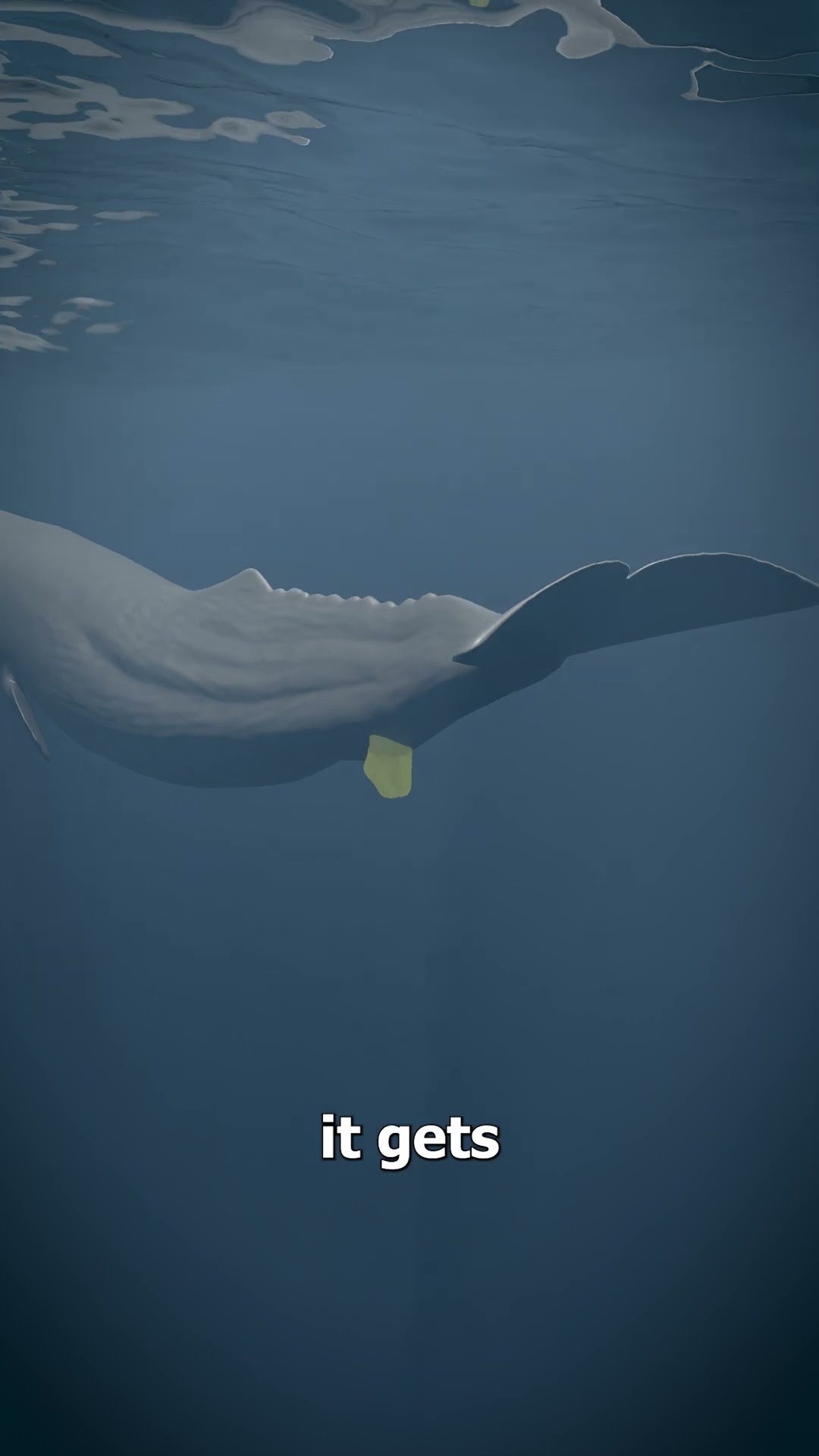 Whale Vomit Is Worth Millions ?