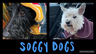 Cairn and Scottie Dog soaked at Skegness Beach ☔️💧 by Ruby and Rory 748 views 1 year ago 3 minutes, 5 seconds