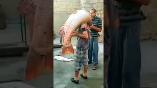 Big Monster Fish😰 - صید ناجوانمردانه ماهی سونگ #shorts