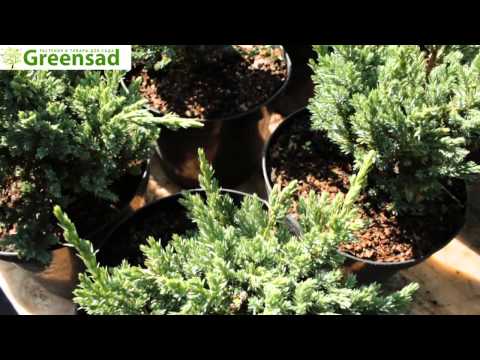 Можжевельник чешуйчатый 'Meyeri Compacta' - видео-обзор от Greensad