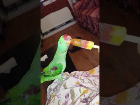 Alex the parrot eating an ice lolly Alex the parrot eating an ice lolly