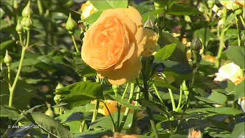 Rose Gardens; Rosetta McClain Gardens, Toronto, On, Canada