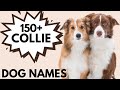 150 Border COLLIE Names Best Male And Female Collie Dog Names 150 Border COLLIE Names Best Male And Female Collie Dog Names