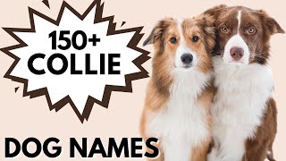 150+ Border COLLIE Names | Best Male and Female Collie Dog Names by Dog and Cat Names 1,715 views 1 year ago 7 minutes, 12 seconds