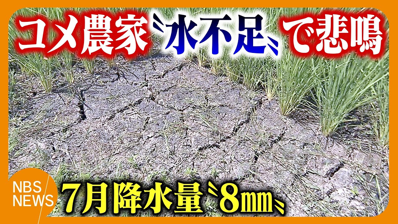 We have to hold a rain-making festival