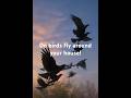 Why do birds fly around certain houses !