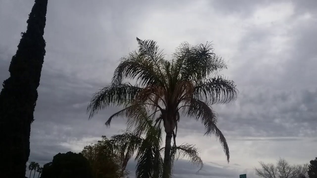 Queen Palm Tree Dying Mesa AZ 480 969 8808 Warner s Tree Surgery YouTube Queen Palm Tree Dying Mesa AZ 480 969 8808 Warner s Tree Surgery YouTube