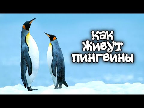 Видео: Одни из самых милых, отважных и необычных животных Земли. Пингвины