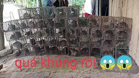 Bẫy chuột dưới gốc dừa dính quá trời chuột cơm luôn. Bẫy chuột miền tây phần 11