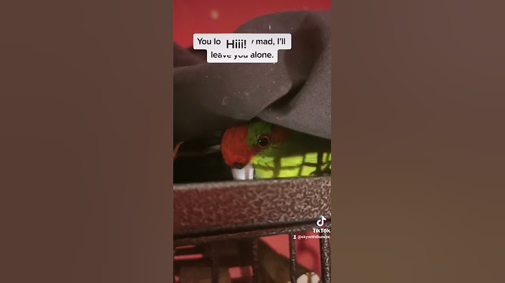 Bird plays hide and seek