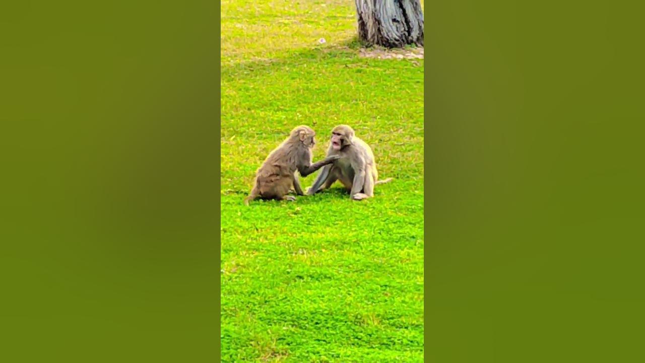 Monkeys Playing At Zoo open Ground viral viralshots viralvideo YouTube