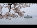 4K 日本のさくらの名所100選 海津大崎の桜