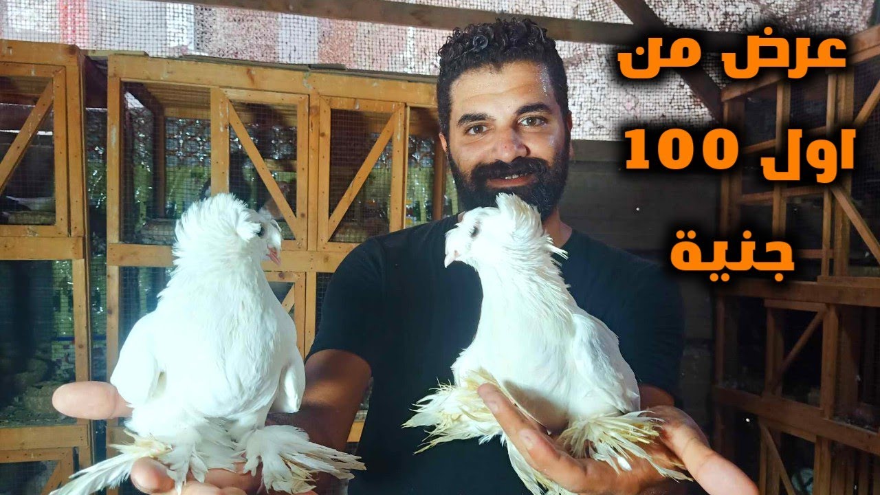 غيه حمام للبيع عروض علي كل انواع الحمام اسعار الحمام تبدأ من ١٠٠ جنيه