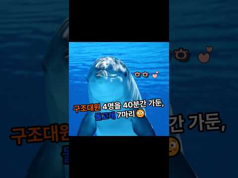 훈련 중 구조대원 4명을 40분간 에워싼 돌고래 7마리...그 아래엔 백상아리가 있었다 😳