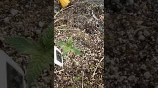 POPPIN SEEDS AND I DIDN'T EVEN KNOW IT