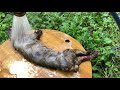 Catch and eat trapped masked musang in Japan - No talking