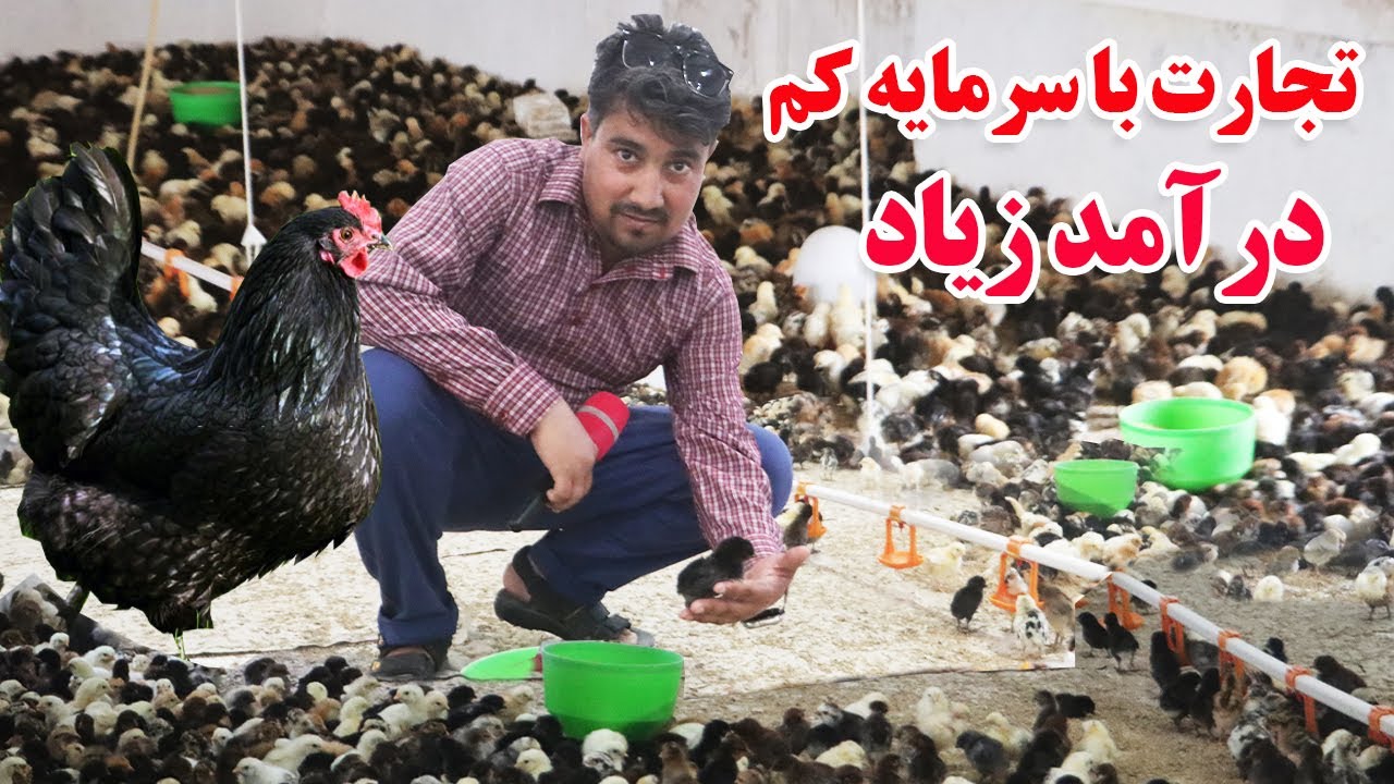 گزارش افغان تاپ،از صفر تا صد،تجارت با سرمه کم،درآمد زیاد،بهترین نسل های مرغ های تخمیafghan top